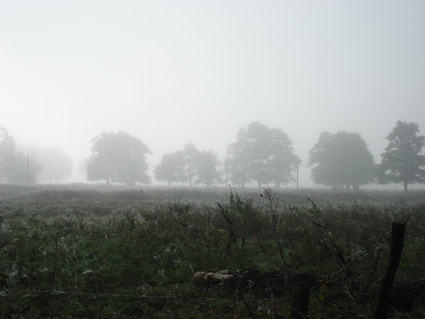 Nebelwiesen 